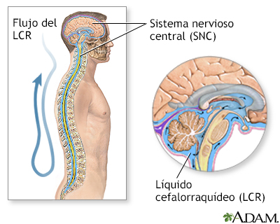 Lcr Liquido Cefalorraquideo Lcr